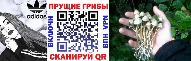 Купить  Хабаровск  Галлюциногенные грибы MAGIC MUSHROOMS 